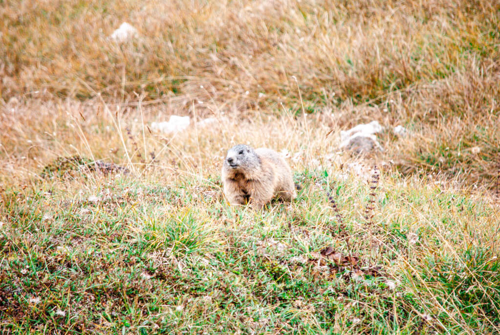 Dolomiten-Murmeltiere Murmeltiere entlang des Wanderwegs