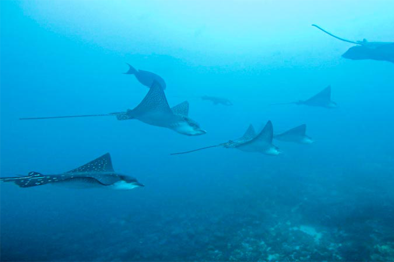 Rochen Galapagos