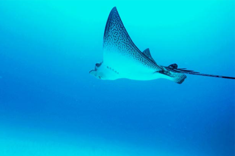 Rochen Galapagos
