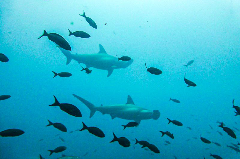 Hammerhaie Galapagos