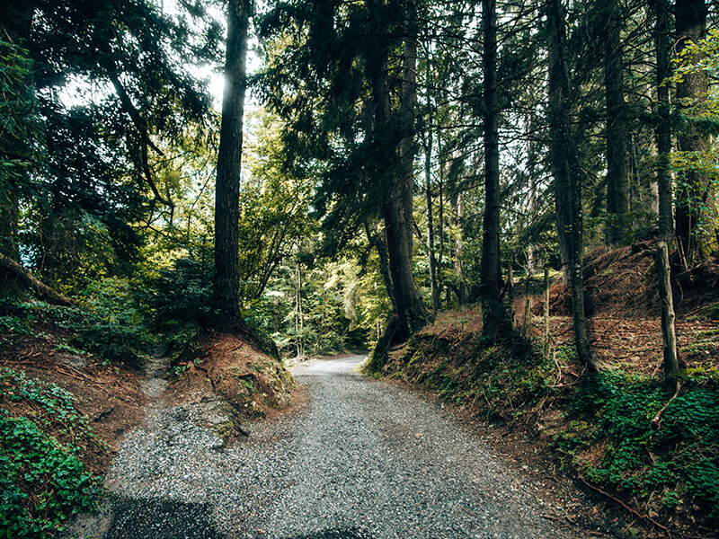 Bregenz-Pfänder-Wanderung Wanderung durch Wald