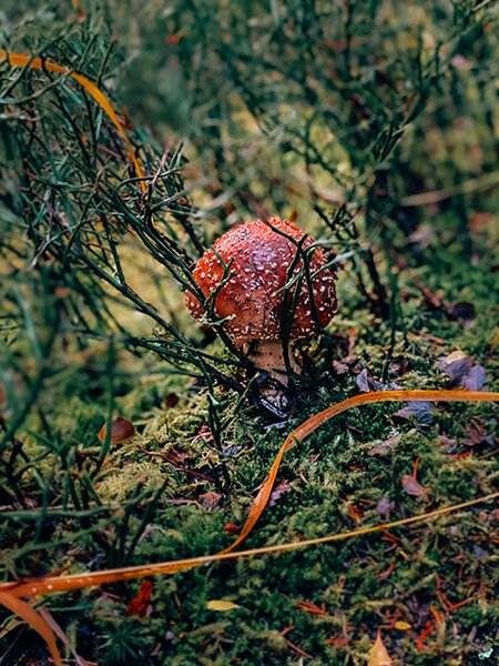 Waldspaziergang