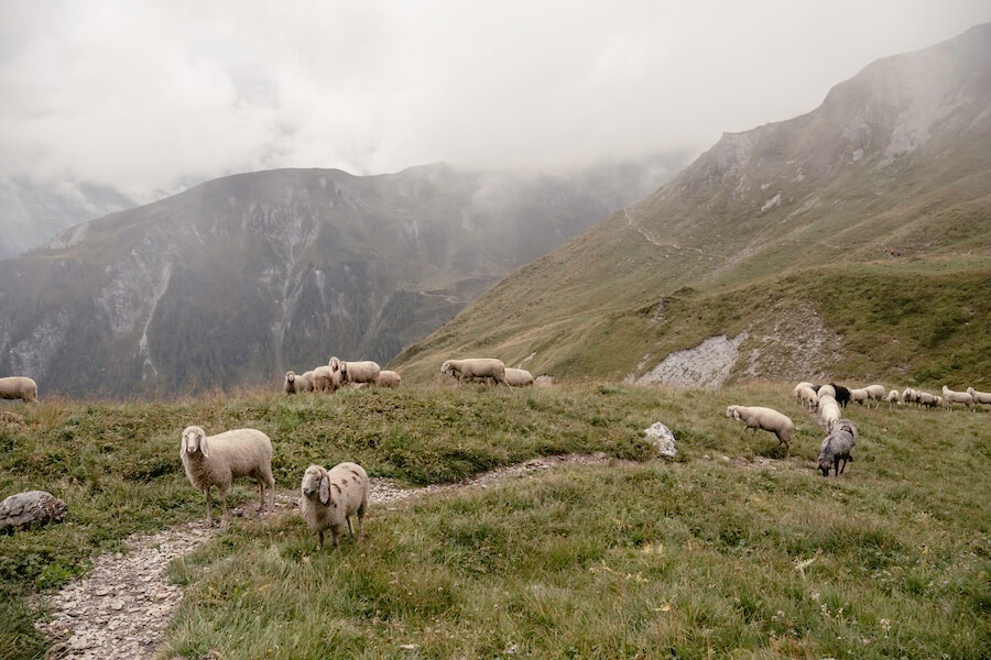 2024-Zillertal-Grübelspitze-24 Schafe auf dem Weg von der Grüblspitze zur Stoankasern