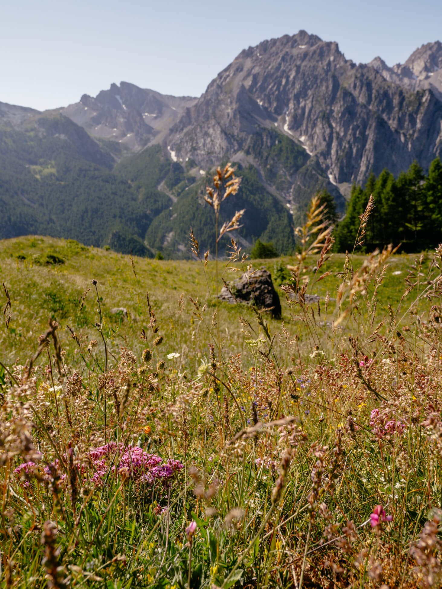 Durch bunte Blumenwiesen hinauf zum Ciarbonet-Pass